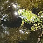 Klein Aber Fein, Am Tonteich