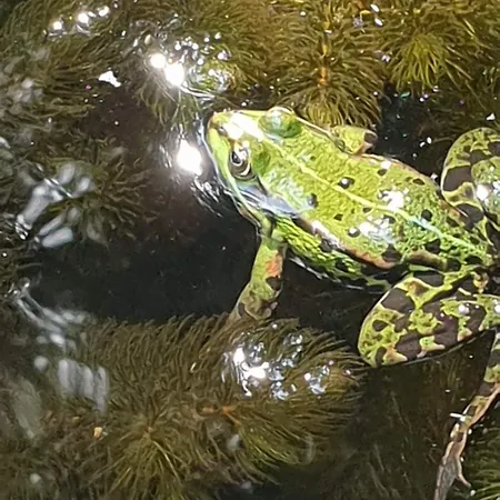 Klein Aber Fein, Am Tonteich
