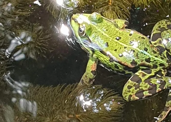 Klein Aber Fein, Am Tonteich